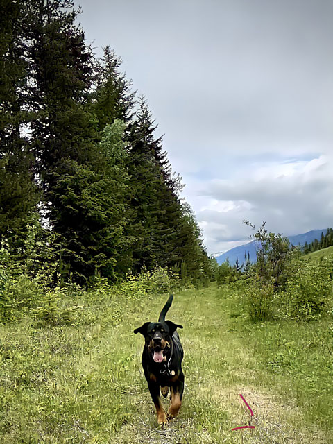 happy dog on camp blackman trail in rv park campground